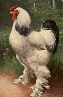 Chicken - Oiseaux