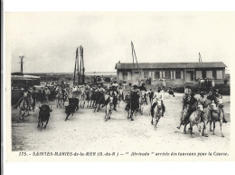 13  Saintes Maries  De La Mer -  Abrivado  Arrivee Des Taureaux Pour La Course - Saintes Maries De La Mer