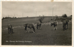 Chevaux Des Franches Montagnes - Autres & Non Classés