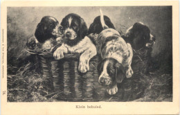 Hunde - Klein Behuisd - Chiens