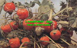 R498960 Strawberries. Photochrom. Celesque Series No. 549. 1918 - Welt