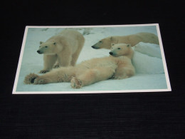 75102- CA.  10  X 15 CM. - BEREN / BEARS / BÄREN / OURS / ORSI - Orsi