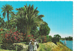 Cpm Assouan Le Jardin Tropical - Assouan