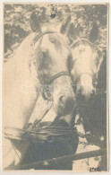 * T4 Arad, Lovak / Horses. Photo (lyuk / Pinhole) - Non Classificati