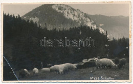 * T3 1937 Brassó, Kronstadt, Brasov; Schuler / Postavaru / Keresztényhavas, Birkanyáj / Mountain, Flock Of Sheep. Foto A - Unclassified