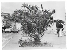 Canet Plage  Grande  Photo De Presse  Format :24 X 17.5 Cm - Canet Plage