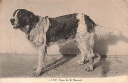 ANIMAUX & FAUNE - Chiens - Chien Du St Bernard - Carte Postale Ancienne - Hunde