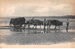 Agriculture.SAN58887.Sur Les Bords De L'océan.La Récolte Du Goémon - Crías