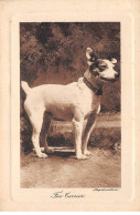 Animaux - N°86740 - Chiens - Fox Terrier - Hunde