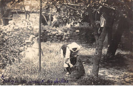 Grèce - N°86888 - Indigènes Ramassant Des Abeilles - Agriculture - Grèce