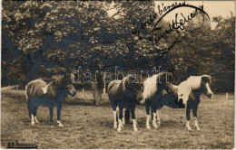 T3 1901 Shetland-i Pónilovak. K.V. Budapest / Shetland Pony Horses. Photo (EB) - Non Classificati