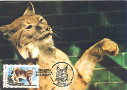 415  Zoo, Lynx: Carte Maximum Roumanie, 1990 - Lynx Maximum Card. Bucharest, Romania - Altri & Non Classificati