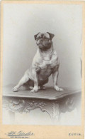 CDV Hund Mops Fotograph Giesler, Eutin Chien - Fotografia