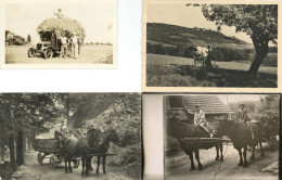 Landwirtschaft Partie Mit 8 Fotos Meist Pferde U. Ochsenwagen In Unterschiedlicher Erhaltung Paysans - Sonstige & Ohne Zuordnung