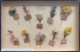 WHW Reichsstraßensammlung März 1943 Naturgeschützte Pflanzen 10 Wachspapierblumen Im Rahmen 24 X 36cm I-II - War 1939-45