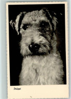 12085605 - Foxterrier Struppi Foto  Ca 1938 AK - Hunde