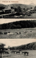 Fohlenweide (6417) Kühe Pferde 1914 I-II - Other & Unclassified