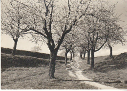 Obstbaum-Blüte Ngl #C8535 - Ohne Zuordnung