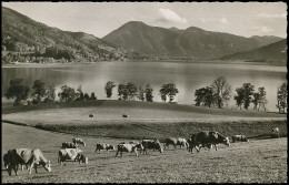 Blick Auf Den Tegernsee Von Kaltenbrunn Bei Gmund Gl1957 #139.670 - Other & Unclassified