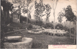 ES CAMPRODON - Planesa 23 - Font De San Patllari - Berger Et Ses Moutons - Animée - Belle - Gerona