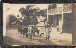 CPA / AFRIQUE DU SUD / CARTE PHOTO / SITUEE A SIMON'S TOWN / ATTELAGE BOEUFS - Südafrika