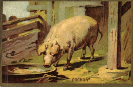 Thème - Animal - Cochon - 7031 - Pigs