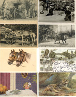Tiere Lot Mit 75 Ansichtskarten Meist Tiere Und Zoos I-II - Altri & Non Classificati