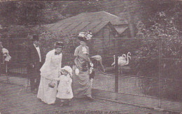 481721Amsterdam, H. K. H. Prinses Juliana In Artis. (zie Hoeken) - Amsterdam