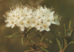 FLOWERS Vintage Postcard CPSM #PAS437.GB - Fleurs