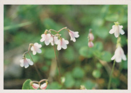 FLOWERS Vintage Postcard CPSM #PAS497.GB - Flowers