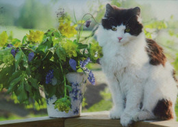 CAT KITTY Animals Vintage Postcard CPSM #PAM530.GB - Katten