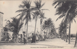 SAINT-LOUIS (Sénégal): Avenue Des Cocotiers - Senegal