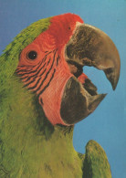 OISEAU Animaux Vintage Carte Postale CPSM #PAN343.FR - Birds