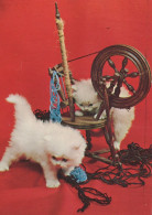 CHAT CHAT Animaux Vintage Carte Postale CPSM #PAM597.FR - Cats
