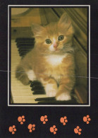 CHAT CHAT Animaux Vintage Carte Postale CPSM #PAM220.FR - Katten