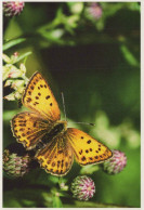 MARIPOSAS Animales Vintage Tarjeta Postal CPSM #PBS453.ES - Vlinders