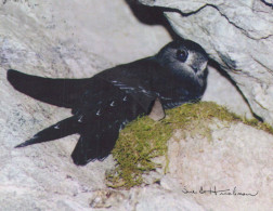 PÁJARO Animales Vintage Tarjeta Postal CPSM #PBR665.ES - Vogels