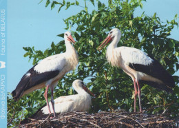 VOGEL Tier Vintage Ansichtskarte Postkarte CPSM #PAN346.DE - Vogels