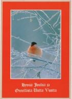 VOGEL Tier Vintage Ansichtskarte Postkarte CPSM #PAN100.DE - Birds