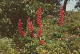 FLEURS Vintage Carte Postale CPSM #PBZ066.FR - Blumen