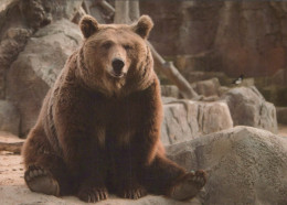 OURS Animaux Vintage Carte Postale CPSM #PBS267.FR - Bären