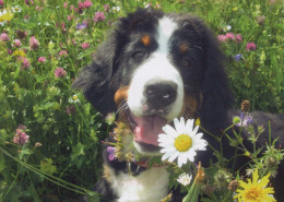 CHIEN Animaux Vintage Carte Postale CPSM #PBQ358.FR - Dogs