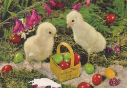 PÂQUES POULET ŒUF Vintage Carte Postale CPSM #PBO902.FR - Easter