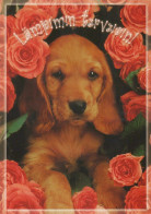 CANE Animale Vintage Cartolina CPSM #PAN602.IT - Honden