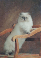 KATZE MIEZEKATZE Tier Vintage Ansichtskarte Postkarte CPSM #PBQ763.DE - Katten