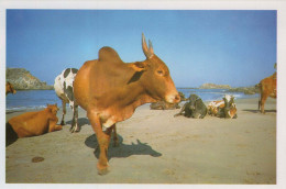 MUCCA Animale Vintage Cartolina CPSM #PBR793.IT - Mucche