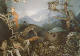 UCCELLO Animale Vintage Cartolina CPSM #PBR477.IT - Birds