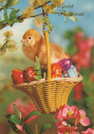 PASQUA POLLO UOVO Vintage Cartolina CPSM #PBP033.IT - Easter
