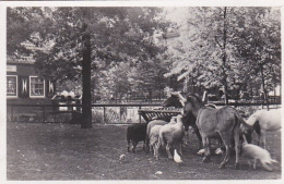 481923Amsterdam, Kinderboerderij In Artis. (FOTO KAART) - Familias Reales