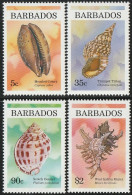 THEMATIC FAUNA:  SHELLS.  MEASLED COWRIE, TRUMPET TRITON, SCOTCH BONNET, WEST INDIAN MUREX    -    BARBADOS - Conchiglie